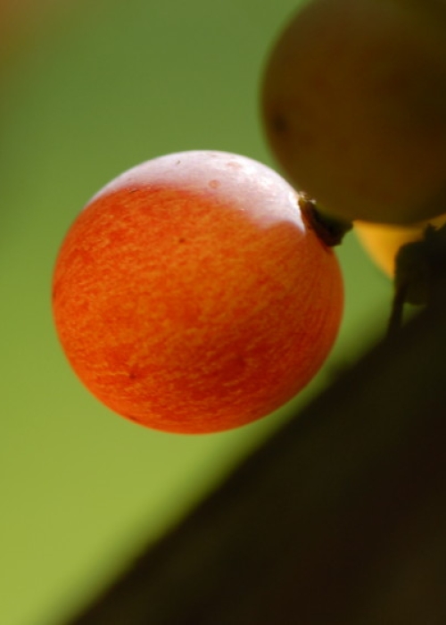 Traminer ANT 0912
